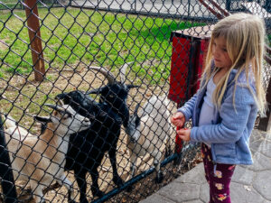 Ramsey Park Zoo feeding goats horizontal