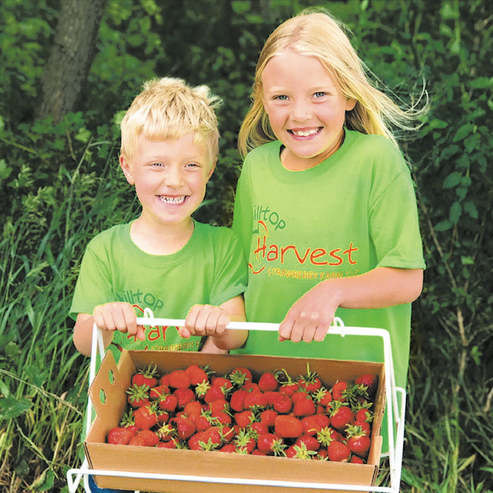 Hilltop Harvest Strawberries