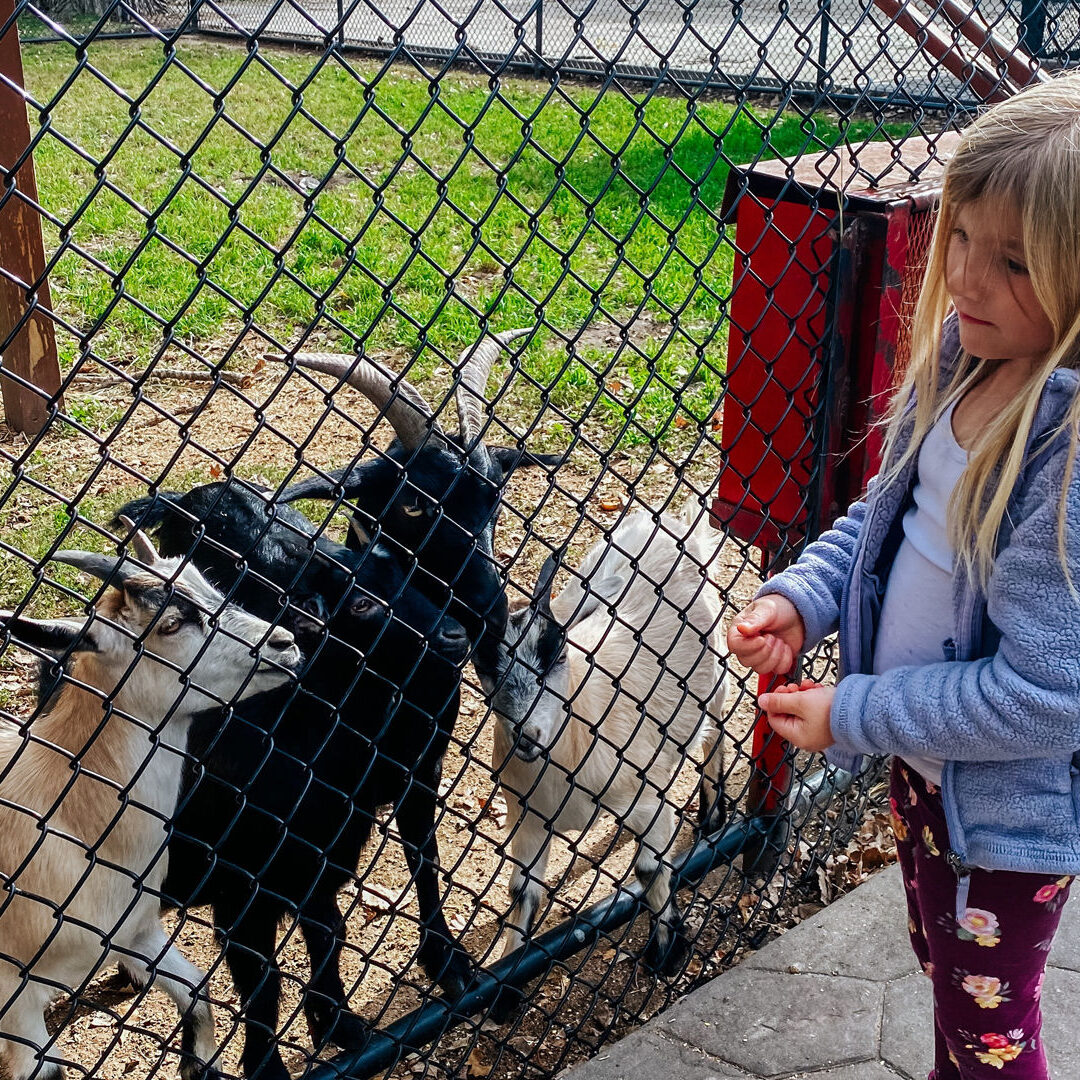 Ramsey Park Zoo feeding goats horizontal